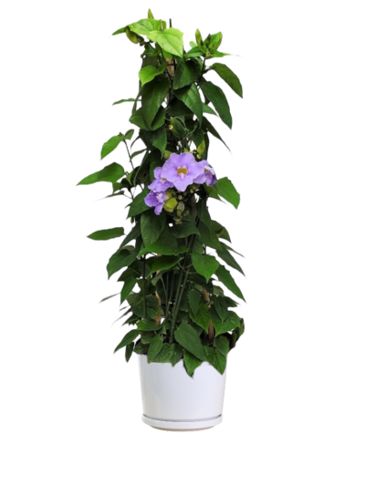 Thunbergia Vine (Purple Fower) - Image 2